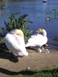 Swans swimming in lake