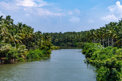 Scenic view of palm trees by river against sky