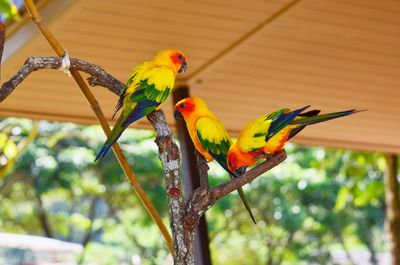 Close-up of parrot perching on branch