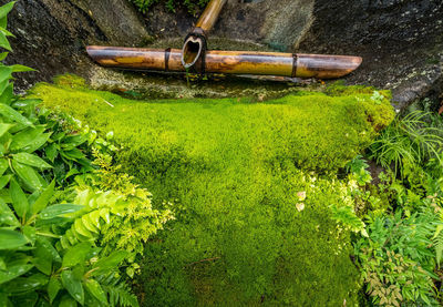 Plants growing on farm