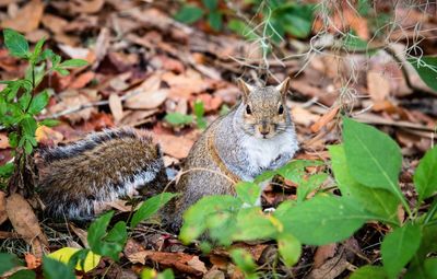 Close-up of squirrel on field