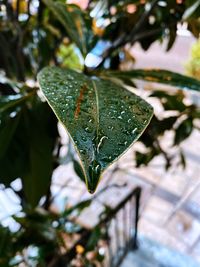 Close-up of raindrops on leaves