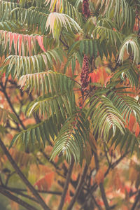 Close-up of leaves on tree