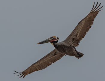 Low angle view of pelican against clear sky close-up
