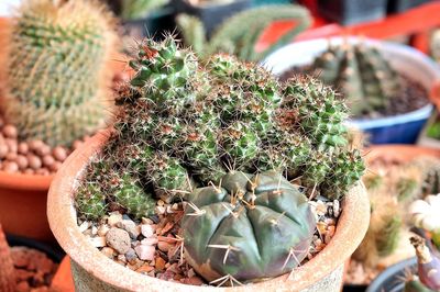 High angle view of succulent plant in pot