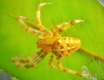 Close-up of spider on leaf