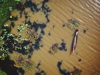 High angle view of flowering plants on floor