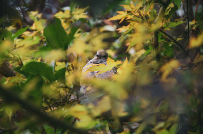 Bird perching on branch