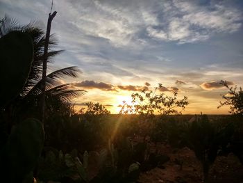 Silhouette of palm trees at sunset