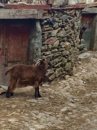 Close-up of goat in the dark