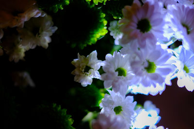 Close-up of flowers blooming outdoors