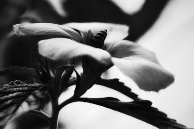 Close-up of flower