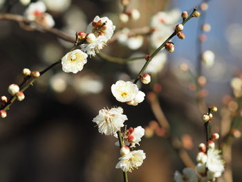 Close-up of white flowers blooming in park