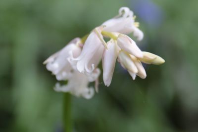 Close-up of raindrops on flower blooming outdoors