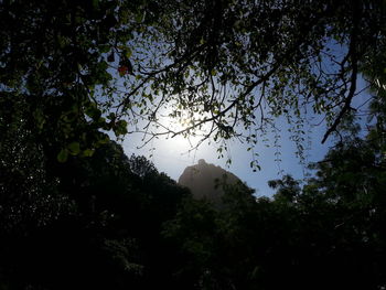 Low angle view of trees