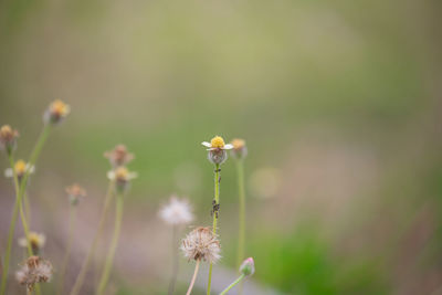 Close-up of yellow flowering plant on field