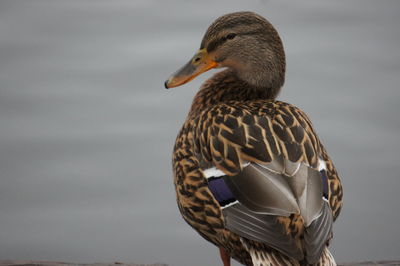 Close-up of bird perching on water