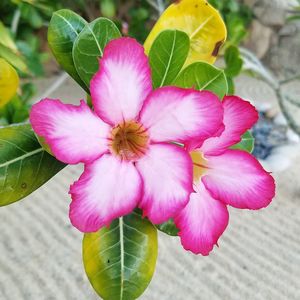 Close-up of pink flowers blooming outdoors