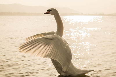 Swan in the sunlight