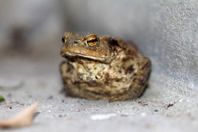 Close-up of frog