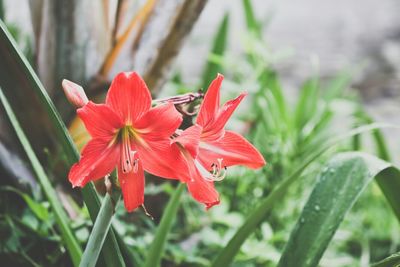 Close-up of red flower