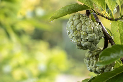 Close-up of berries growing on tree