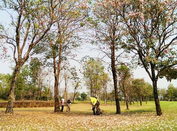 Trees growing in park