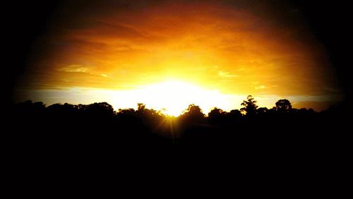 Silhouette of trees at sunset