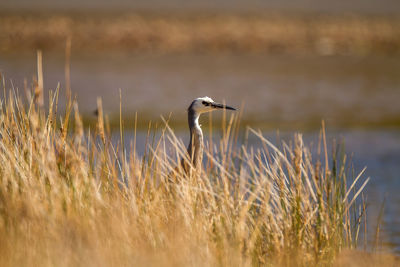 View of bird on grass