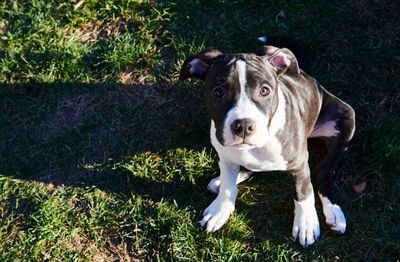 High angle portrait of dog on grass