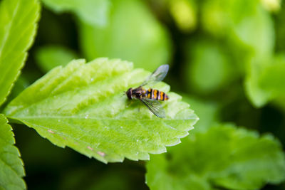 Close-up of insect on leaf