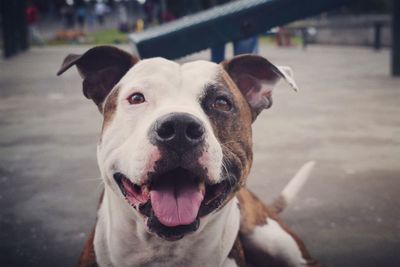 Portrait of dog on street in city