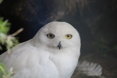 Close-up of a bird