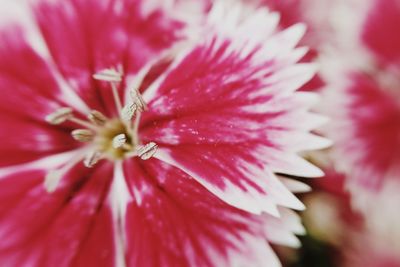 Close-up of pink flower