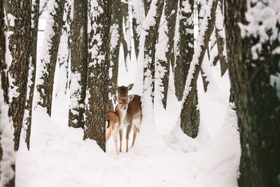 Panoramic view of animal on snow covered land