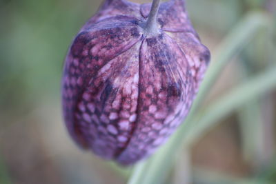 Close-up of purple flower