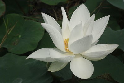 Close-up of white water lily