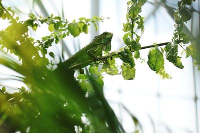 Close-up of leaves on plant