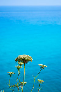 Close-up of plant against sea