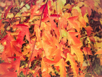 Close-up of red leaves