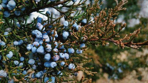 Close-up of berries growing on tree