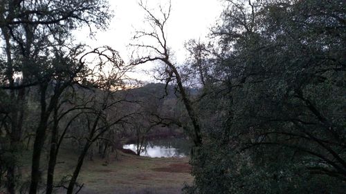 Bare trees by river