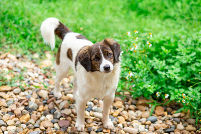 Portrait of puppy standing on field