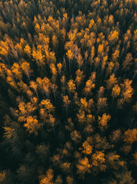 Aerial view of beautiful forest in autumn.