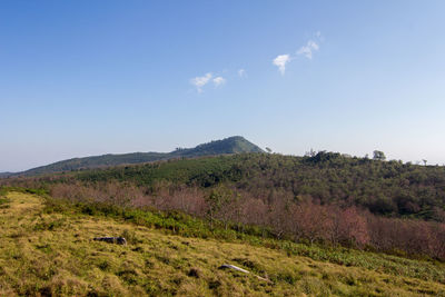 Scenic view of field against blue sky