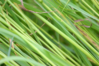 Full frame shot of green leaf