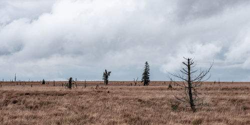 Moorland landscape of the high fens in autumn, belgium.