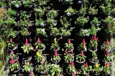 Potted plants at market stall