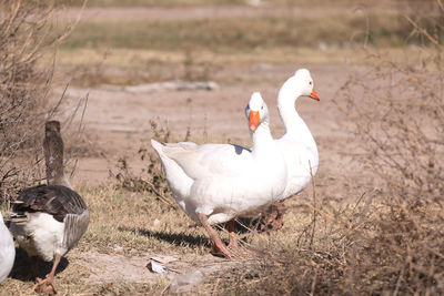 White swan in a field