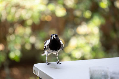 Close-up of bird perching